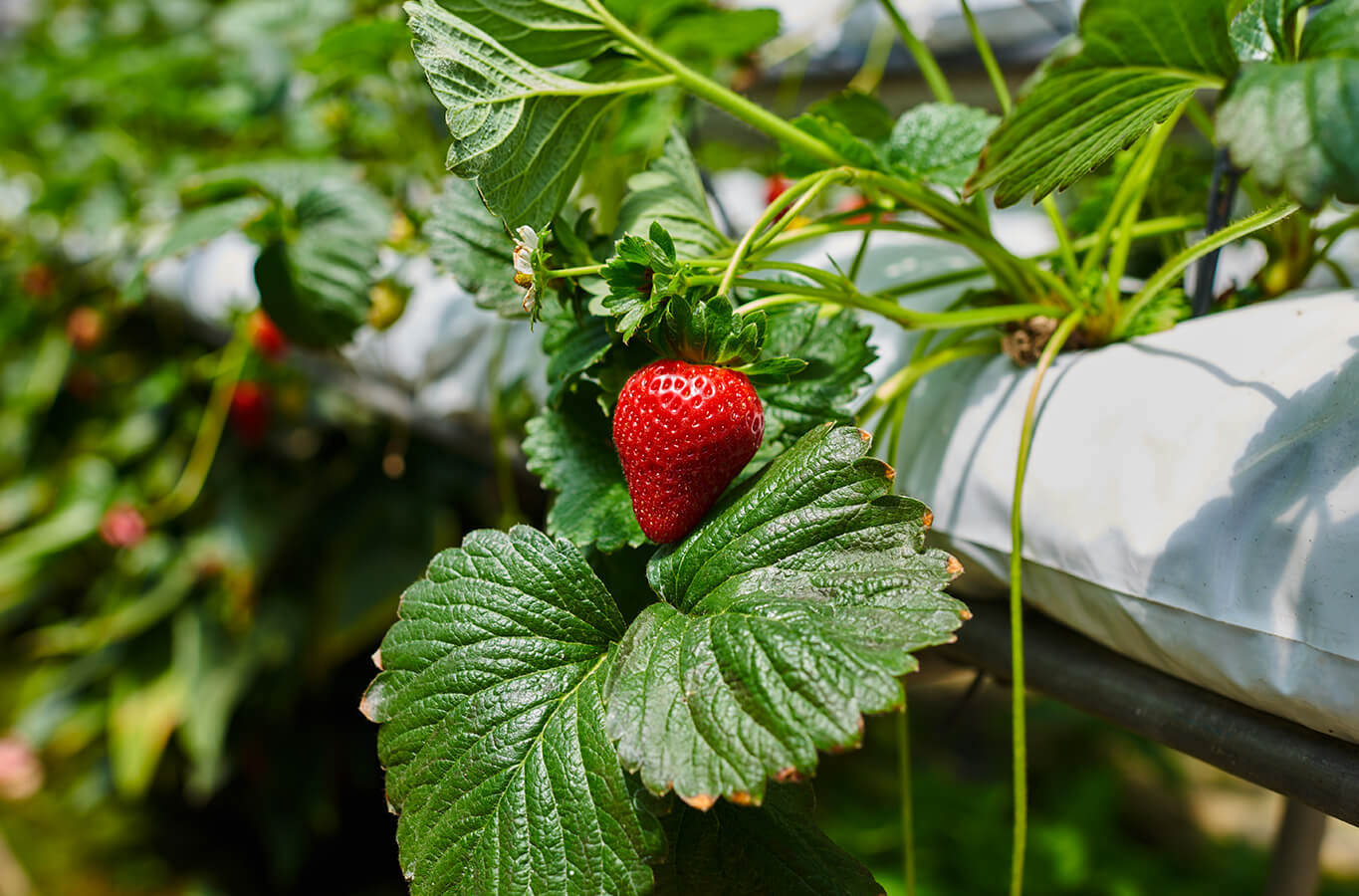 Vertical Farming or Traditional Farming?